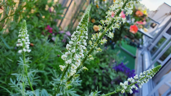 Mignonette plants (Reseda alba)